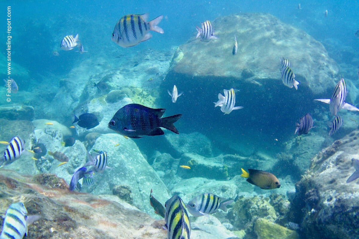 Sergeant majors and other types of reef fish in Anses d'Arlet