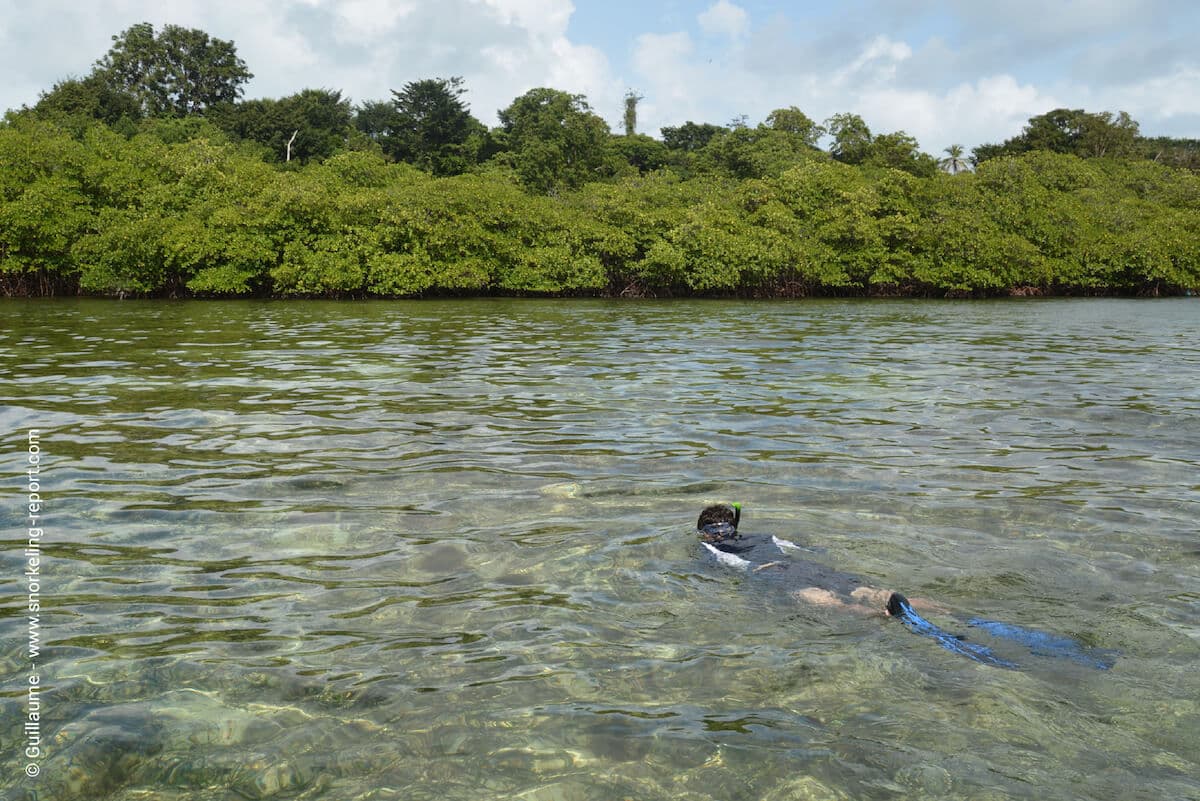 Snorkeling at the edge of a mangrove in Panama