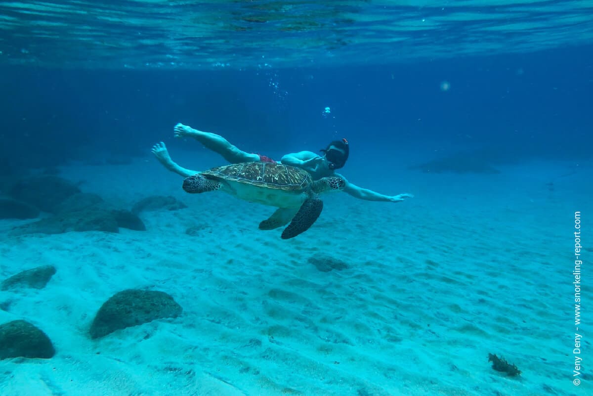 Snorkeler observing a green sea turtle in Anse Dufour, Martinique