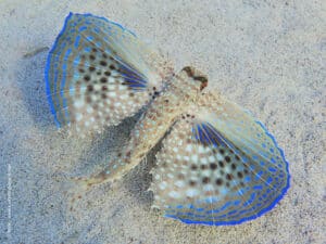 La Bussola