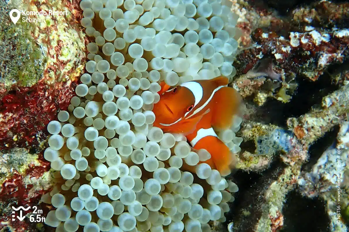 Spinecheek anemonefish at the Komodo Resort