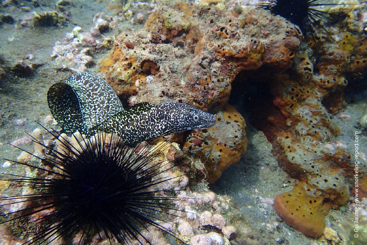 A spotted moray eel at Anse Couleuvre reef