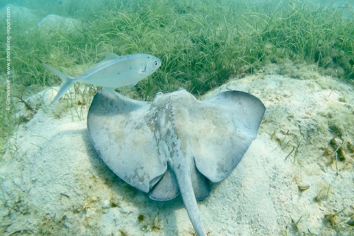A stingray and a bar jack in French Key