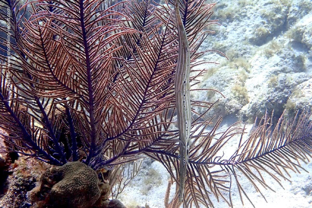 A trumpetfish among gorgonian in West Bay