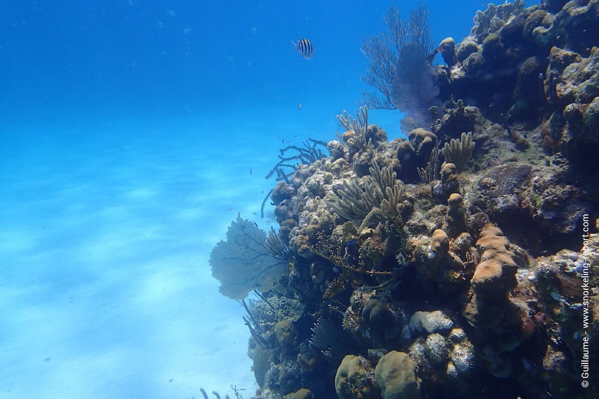 Coral reef in West Bay