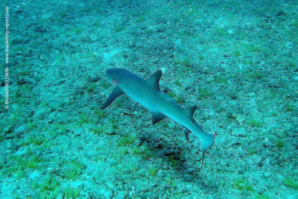 A blacktip reef shark at Granito de Oro