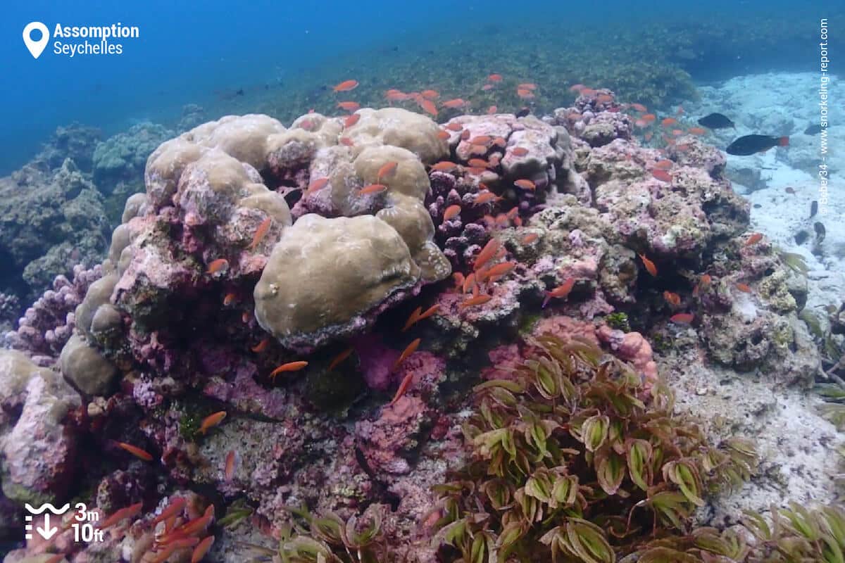 Coral bommie surrounded by red anthias