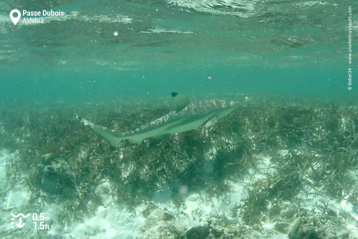 Blacktip reef shark in Aldabra