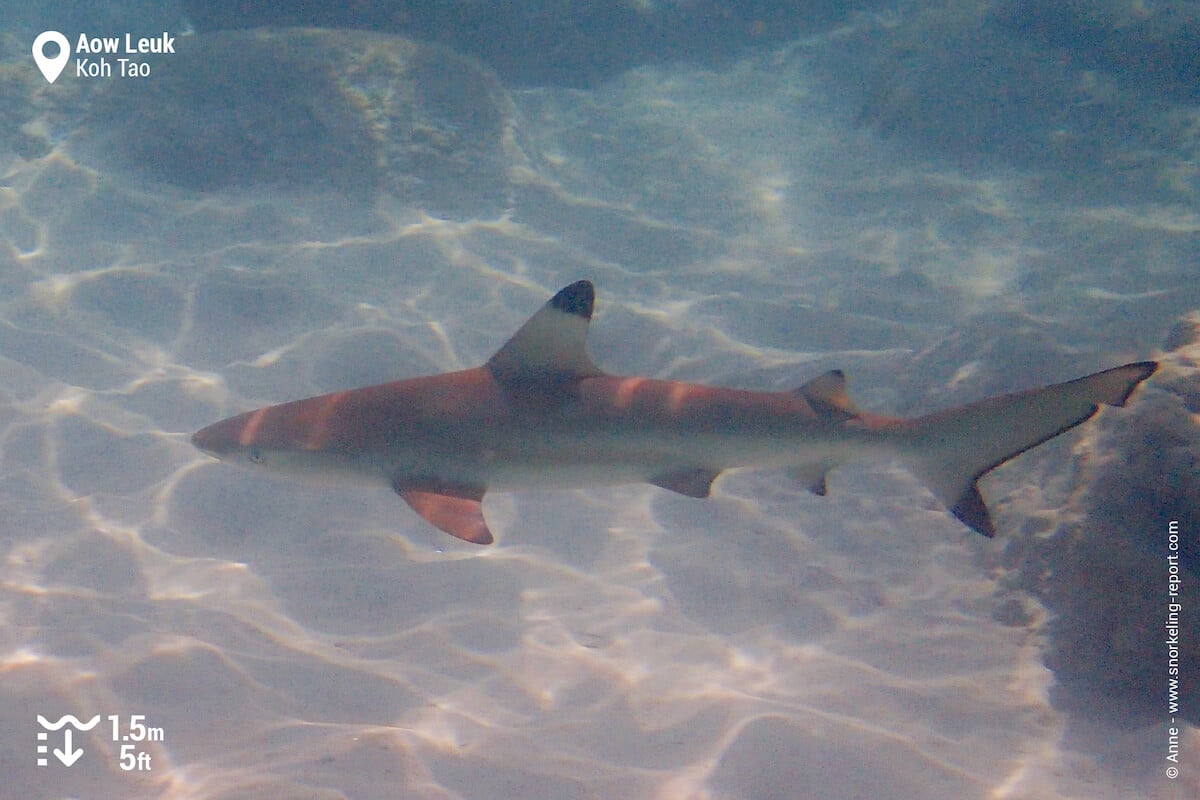 Blacktip shark at Aow Leuk