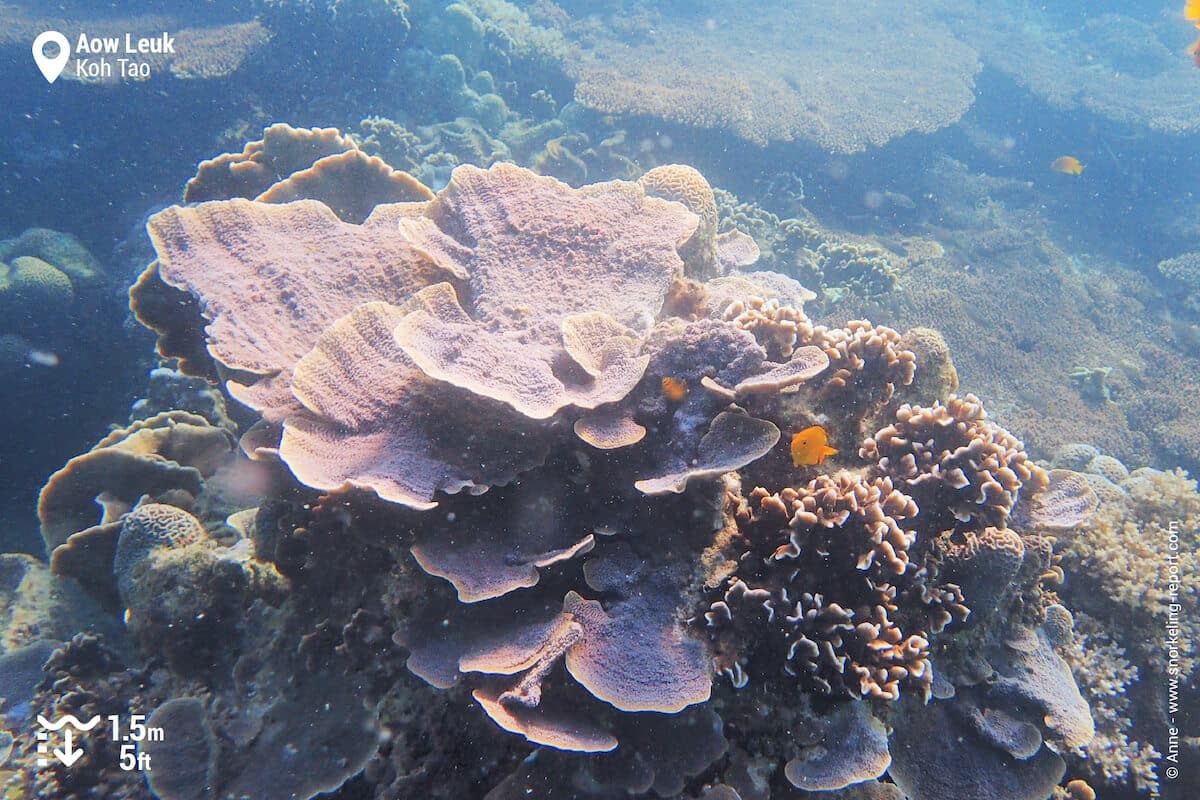 Corals at Aow Leuk