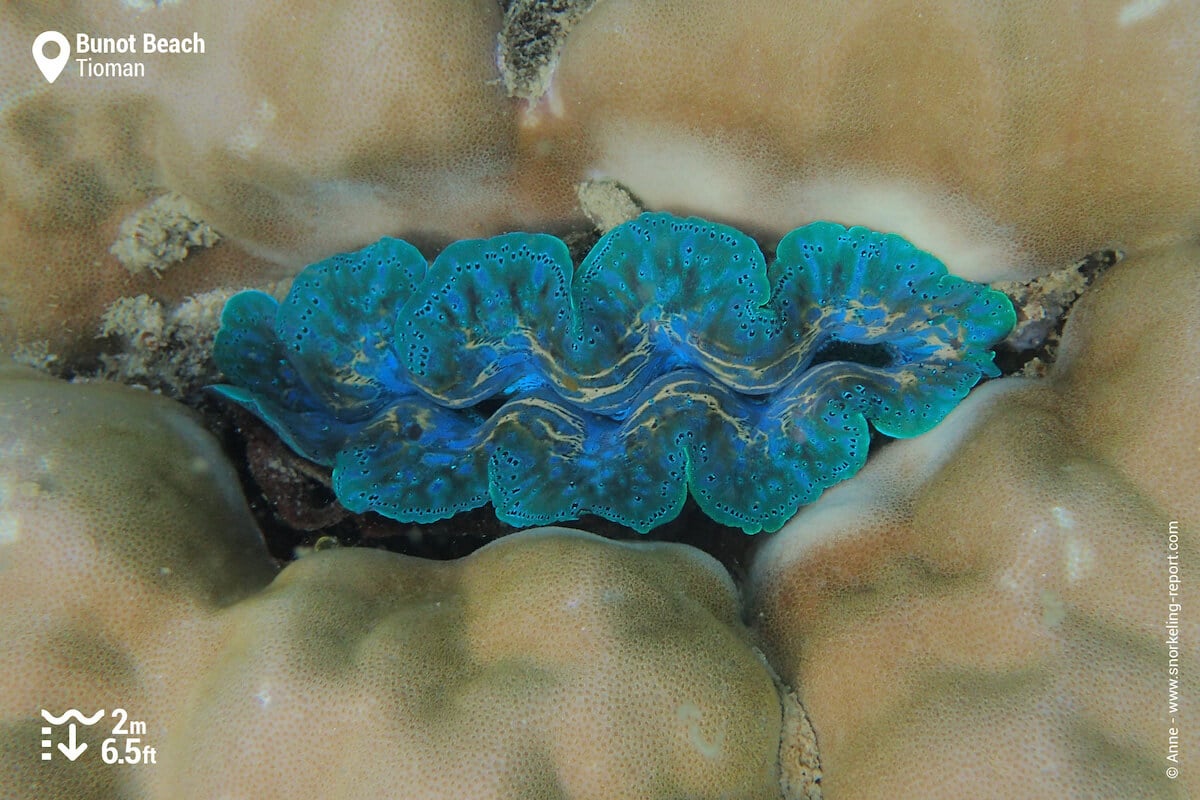 Giant clam at Bunot Beach