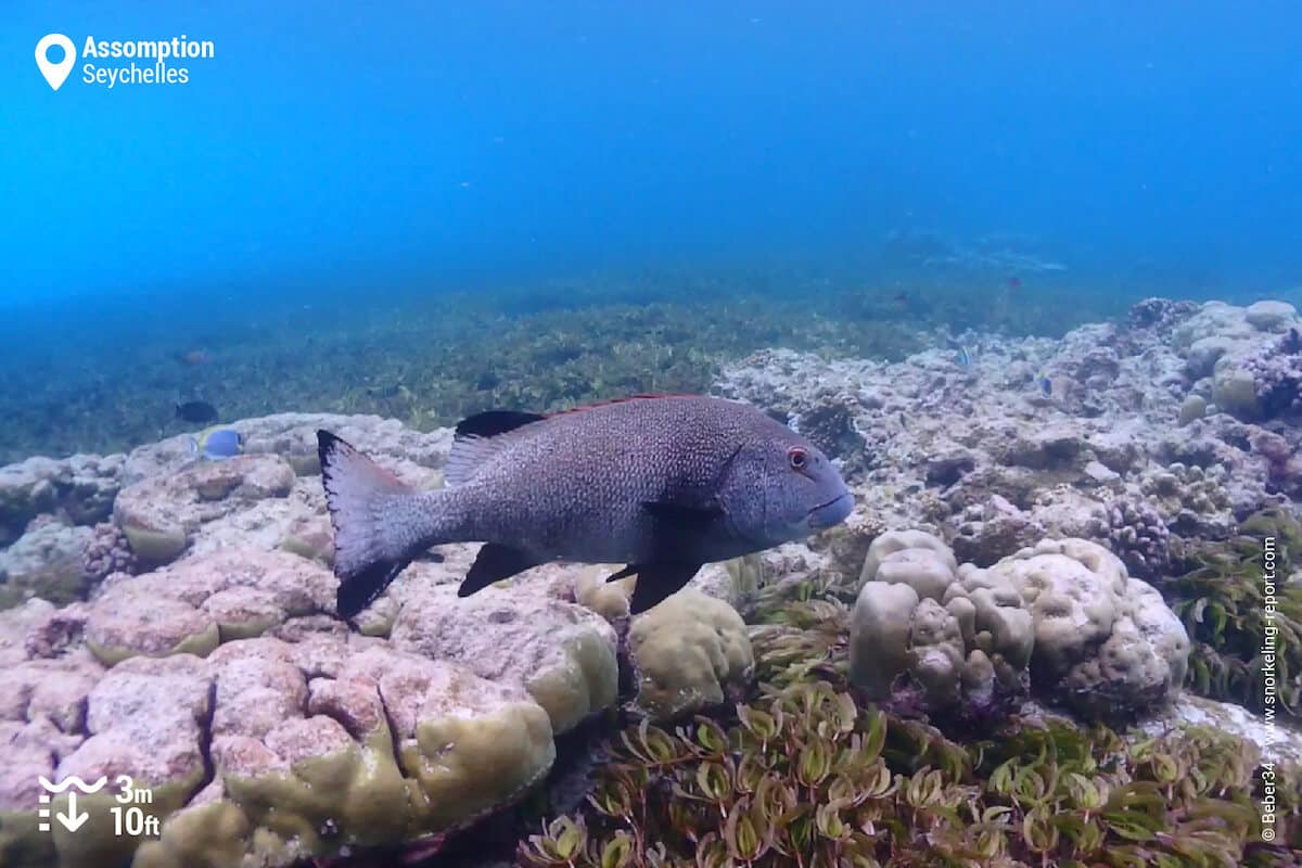 Giant sweetlips at Assumption Island