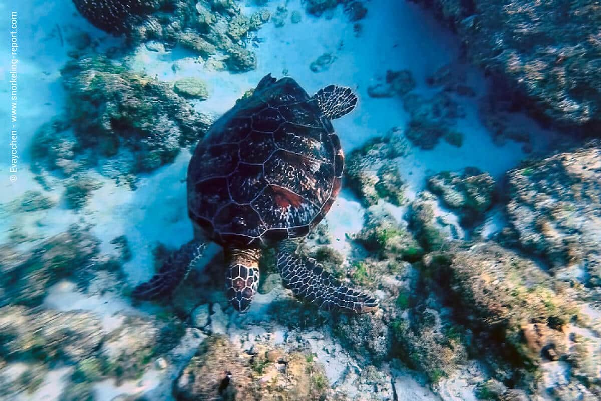 Green sea turtle in Zhongao Beach, Taiwan