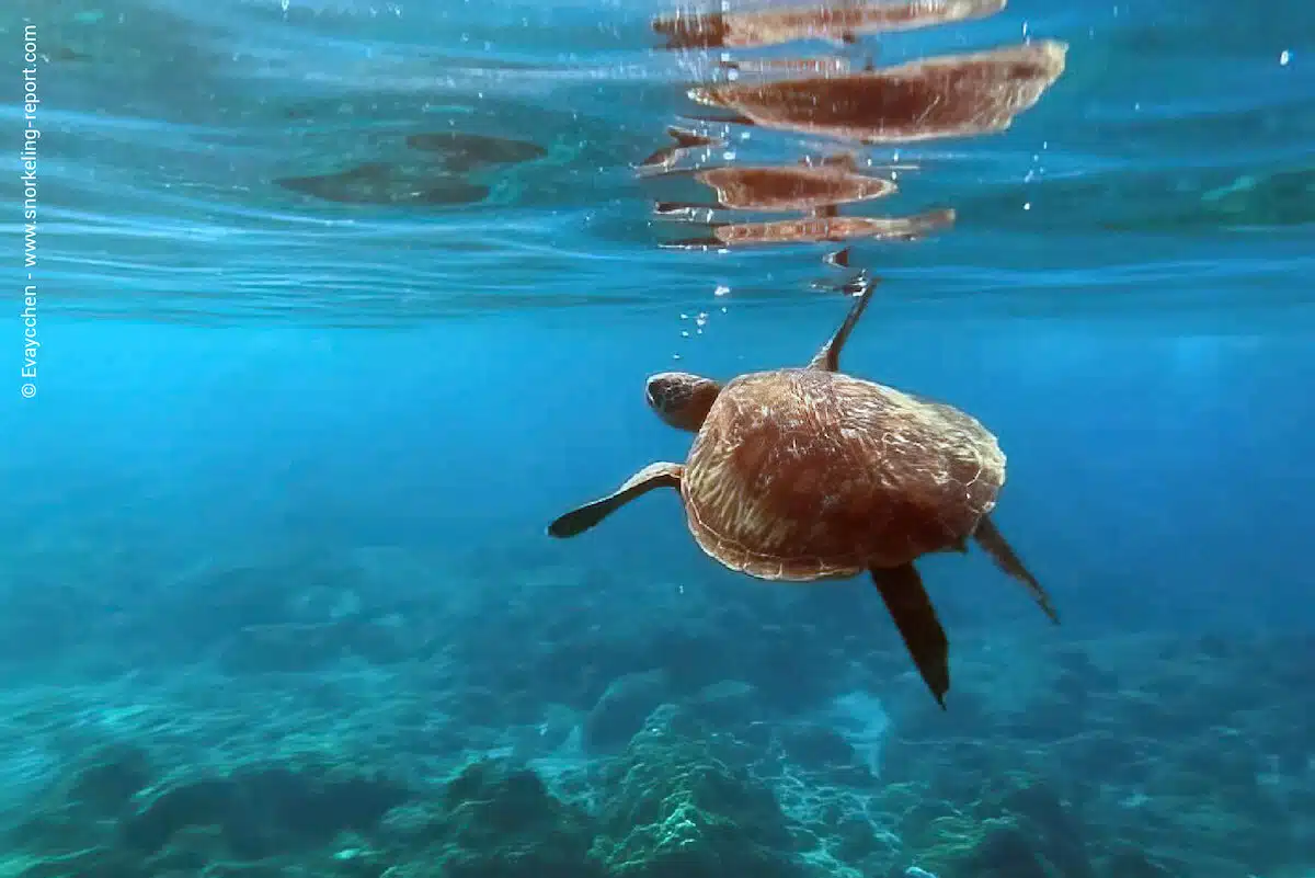 Green sea turtle in Zhongao Beach, Xiaoliuqiu