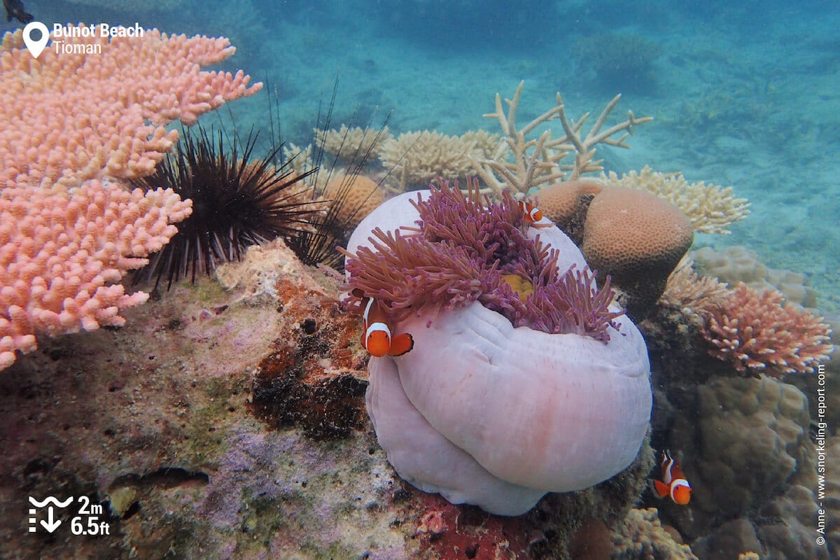 Ocellaris anemonefish in Bunot Beach, Tioman