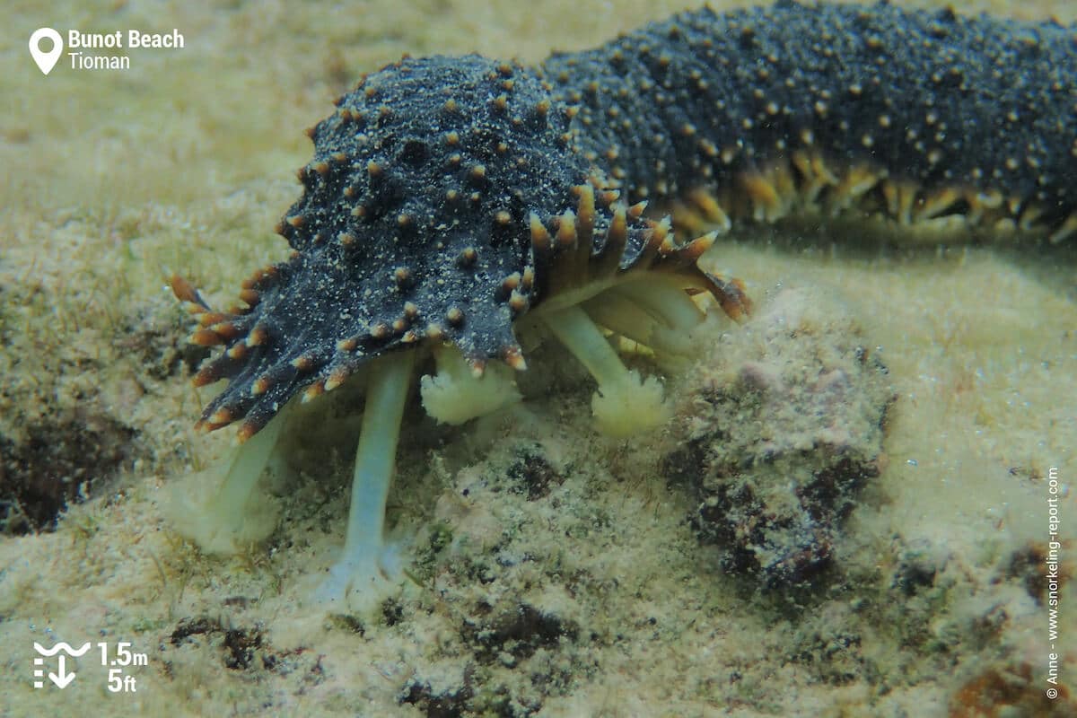 Sea cucumber Bunot Beach