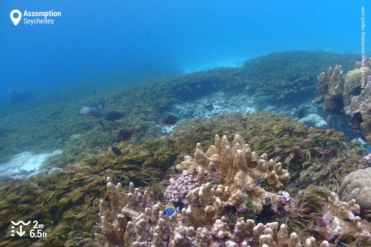 Seagrass beds at Assumption Island