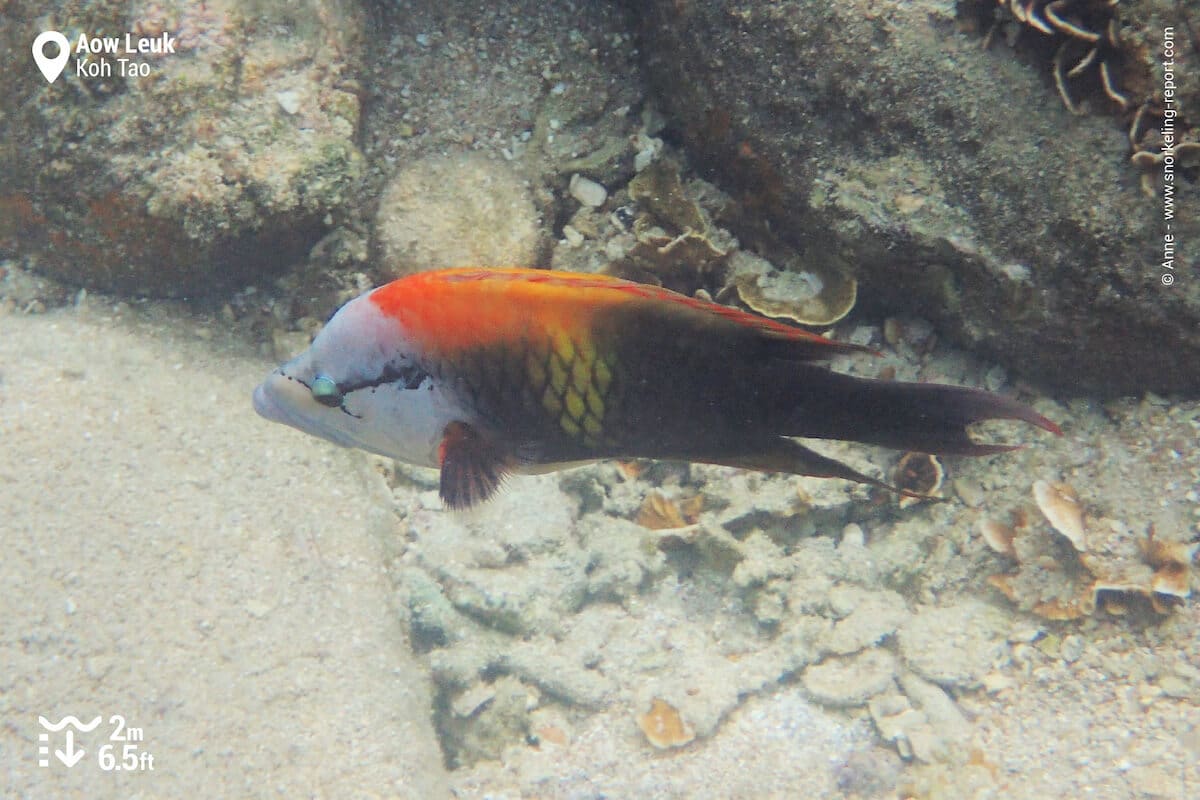 Sling-jaw wrasse at Aow Leuk