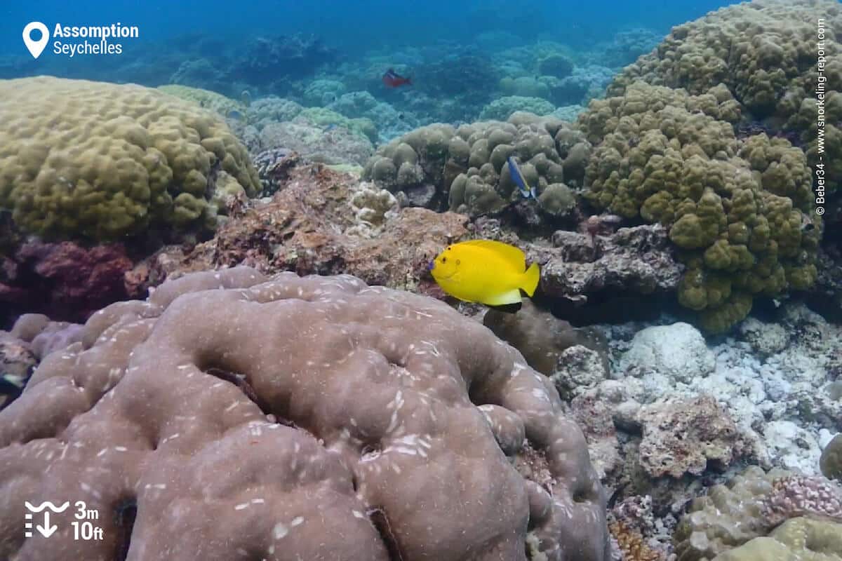 Threespot angelfish at reef in Assumption