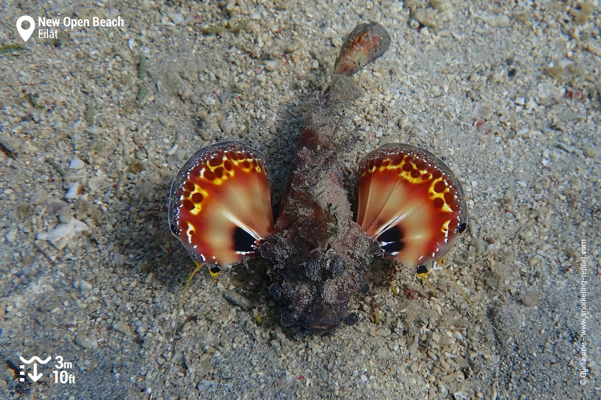 Two-stick stingfish on sandy bed at the New Open Beach