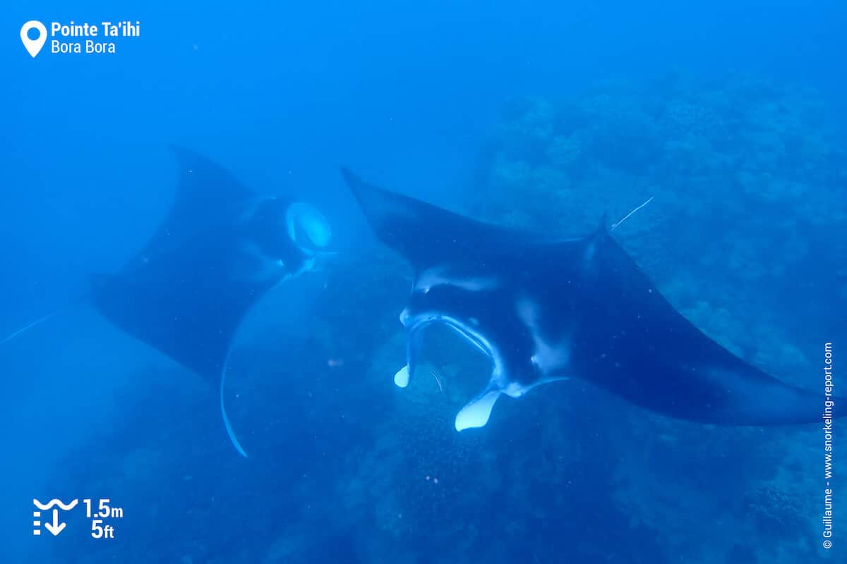 A pair of Manta Rays at Ta'ihi Point, Bora Bora