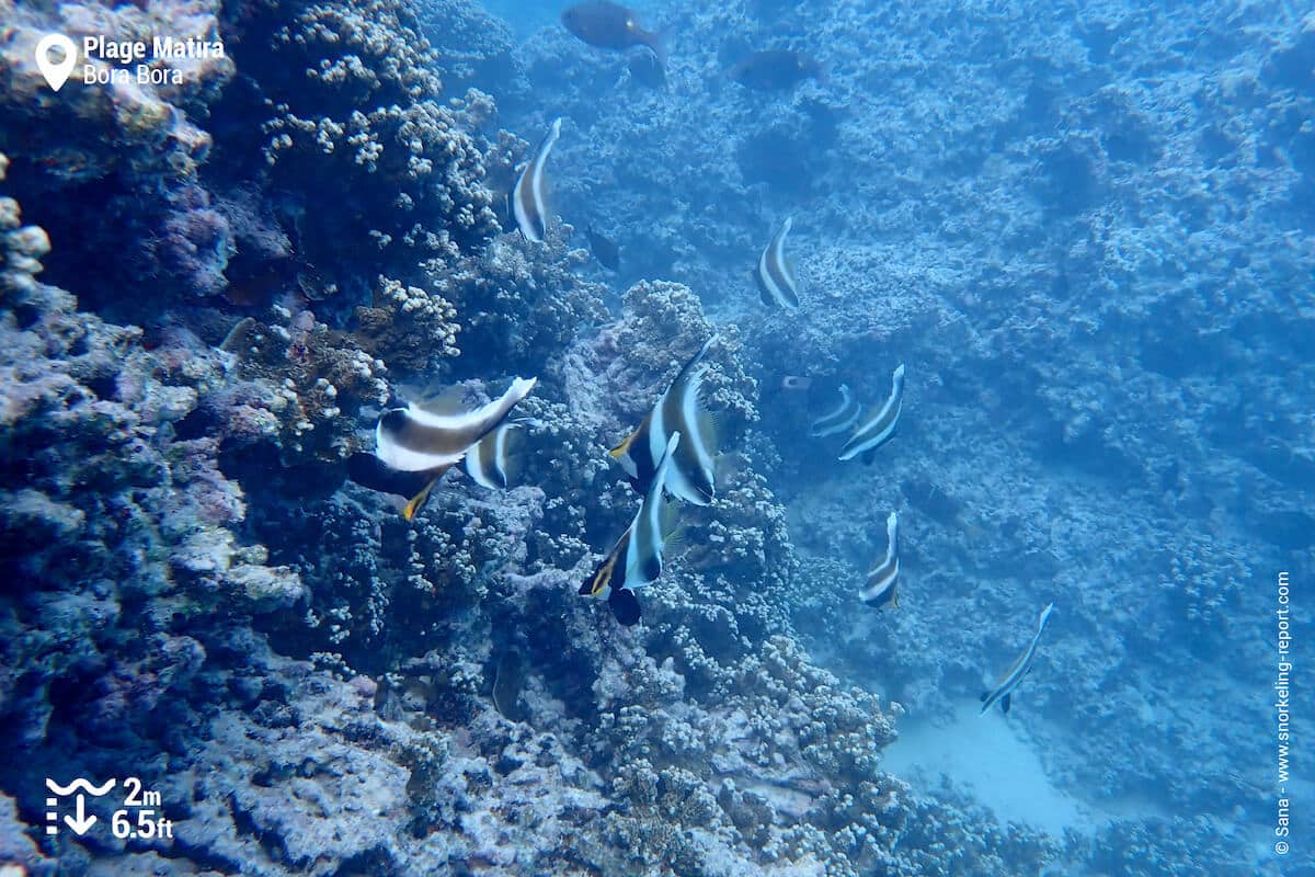 School of bannerfish in coral