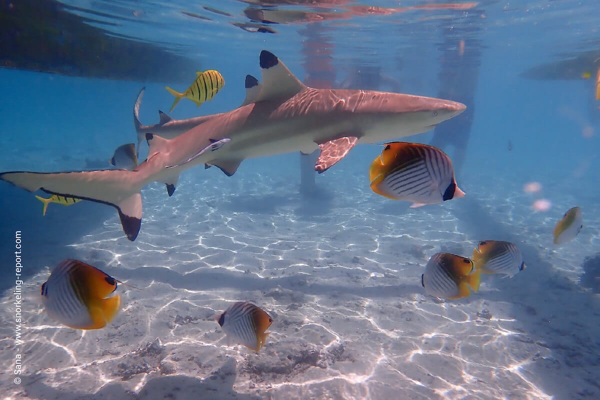A blacktip shark surrounded by butterflyfish in Bora Bora