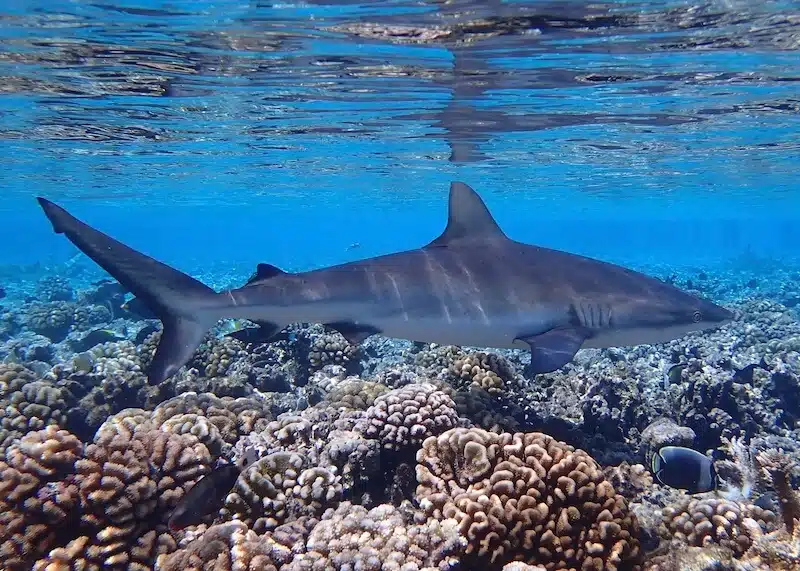 Carcharhinus amblyrhynchos