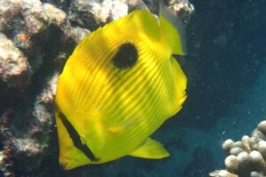 Chaetodon zanzibarensis