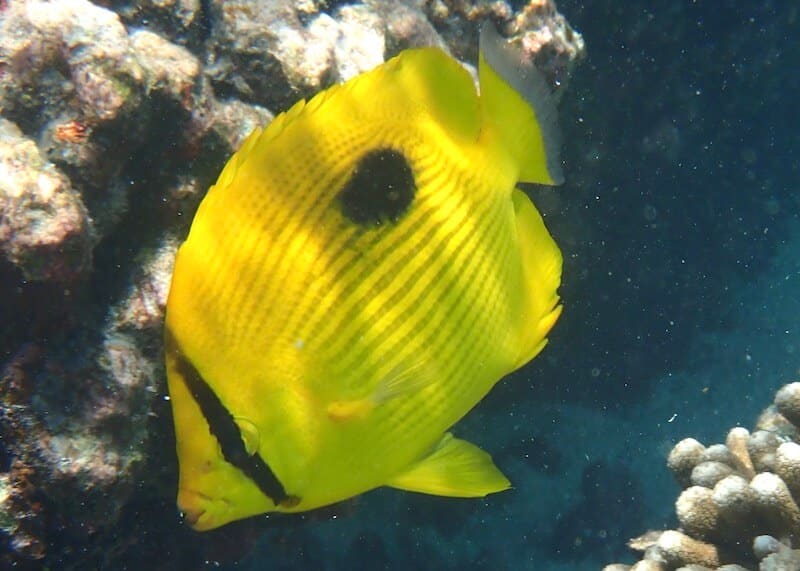 Chaetodon zanzibarensis