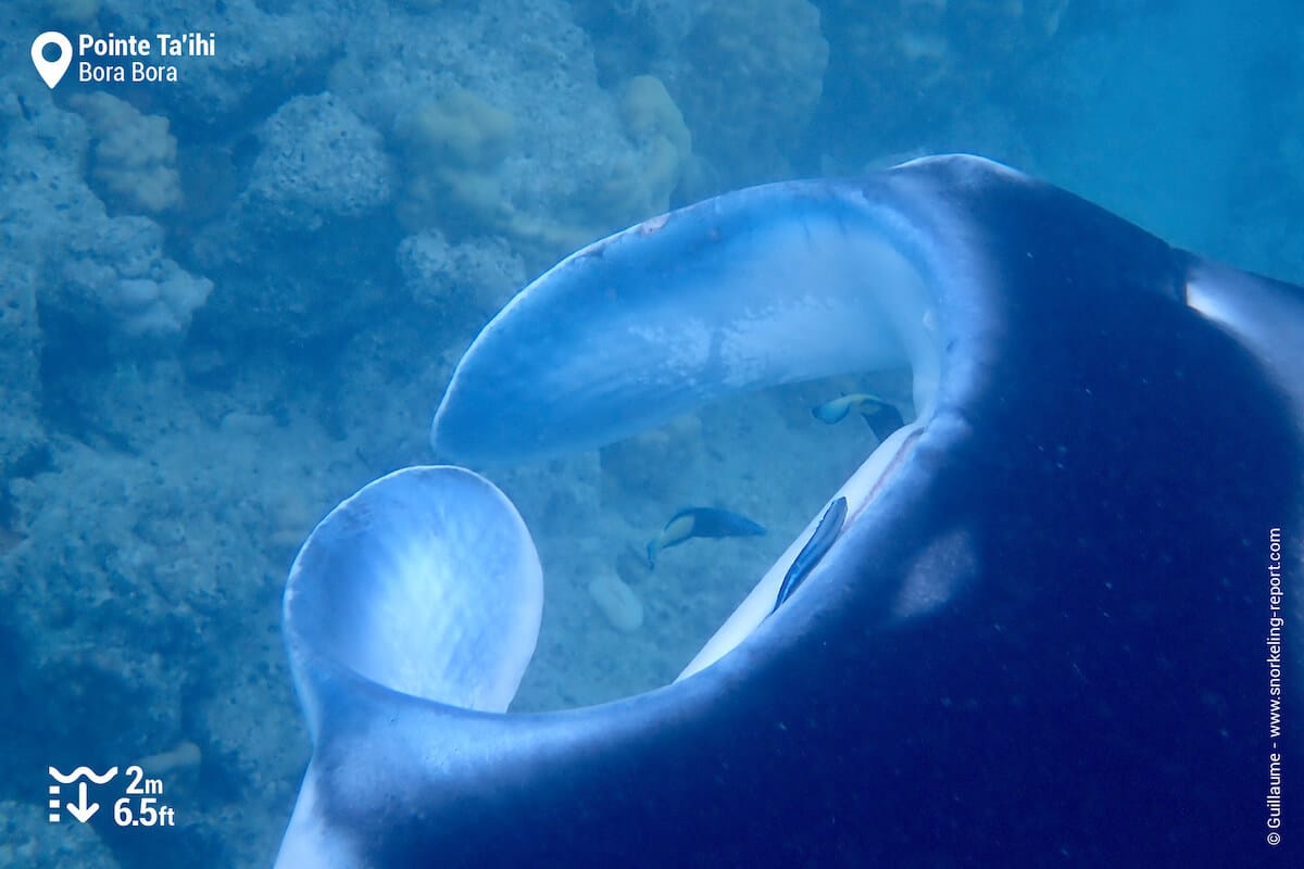 Wrasse cleaning a Manta ray's mouth