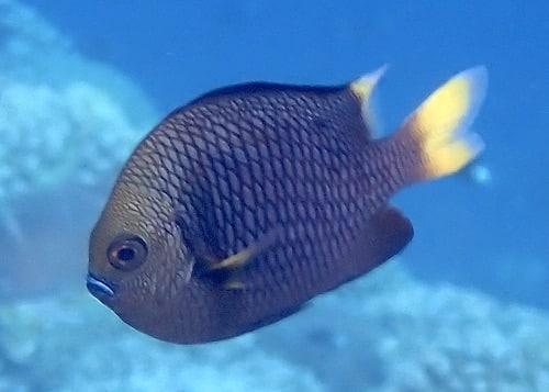 Dascyllus flavicaudus