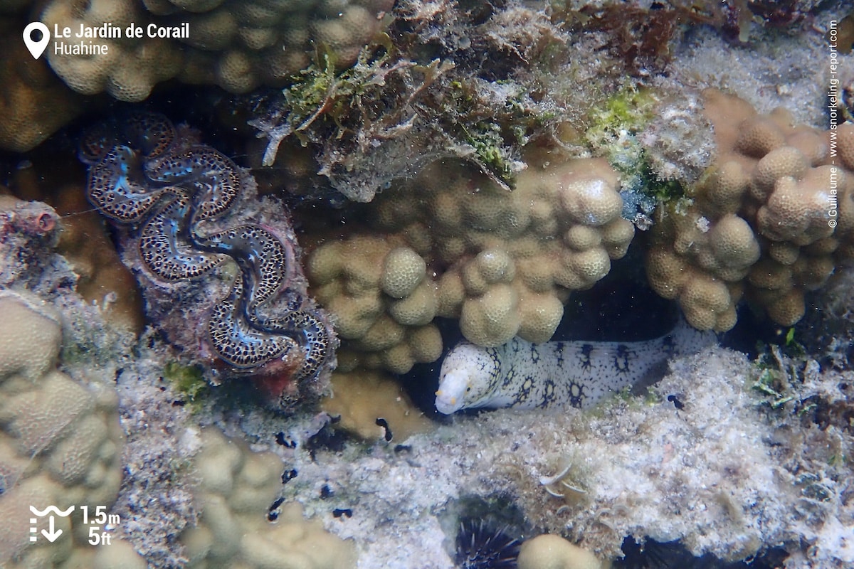 Giant clam and moray eel in Huahine