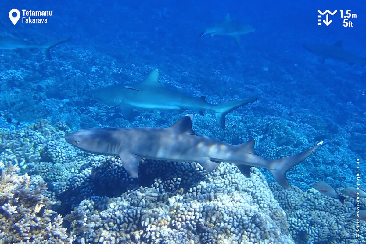 Gray shark and whitetip shark Tetamanu