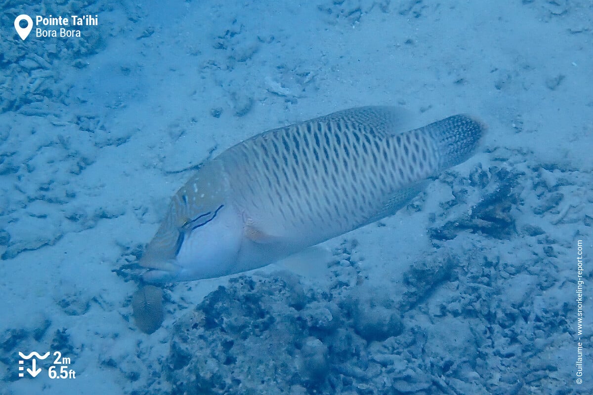 Napoleon wrasse in Bora Bora