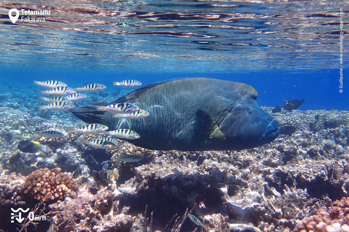 Napoleon wrasse at Tetamanu Village