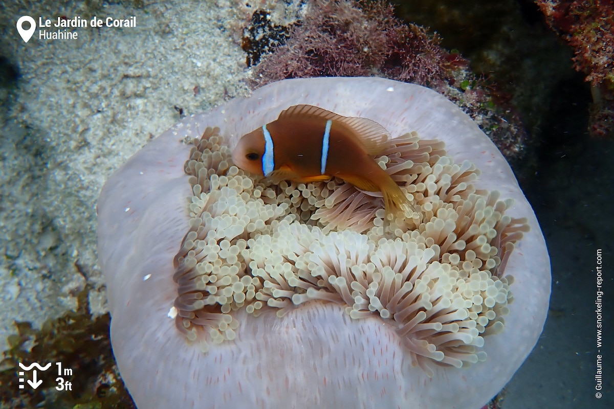 Orangefin anemonefish in Huahine