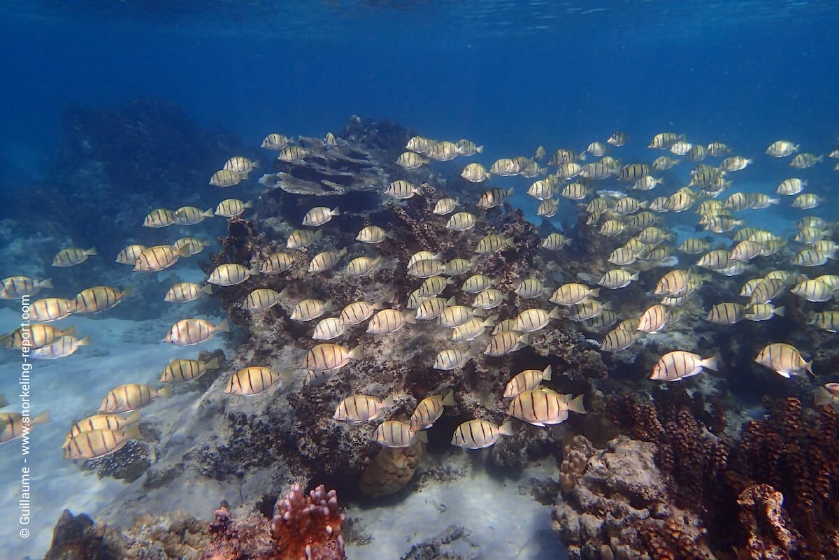 School of convict tang at Mahana Park, Tahiti