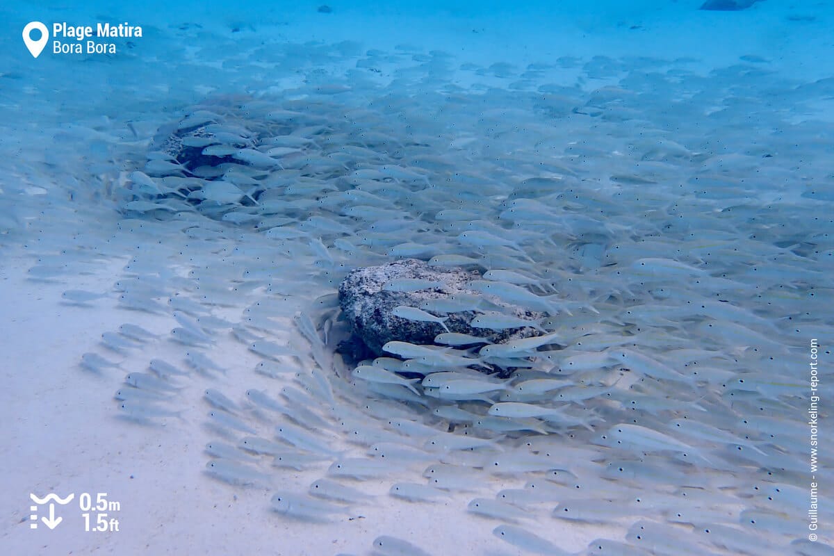 School of goatfish on sandy beds