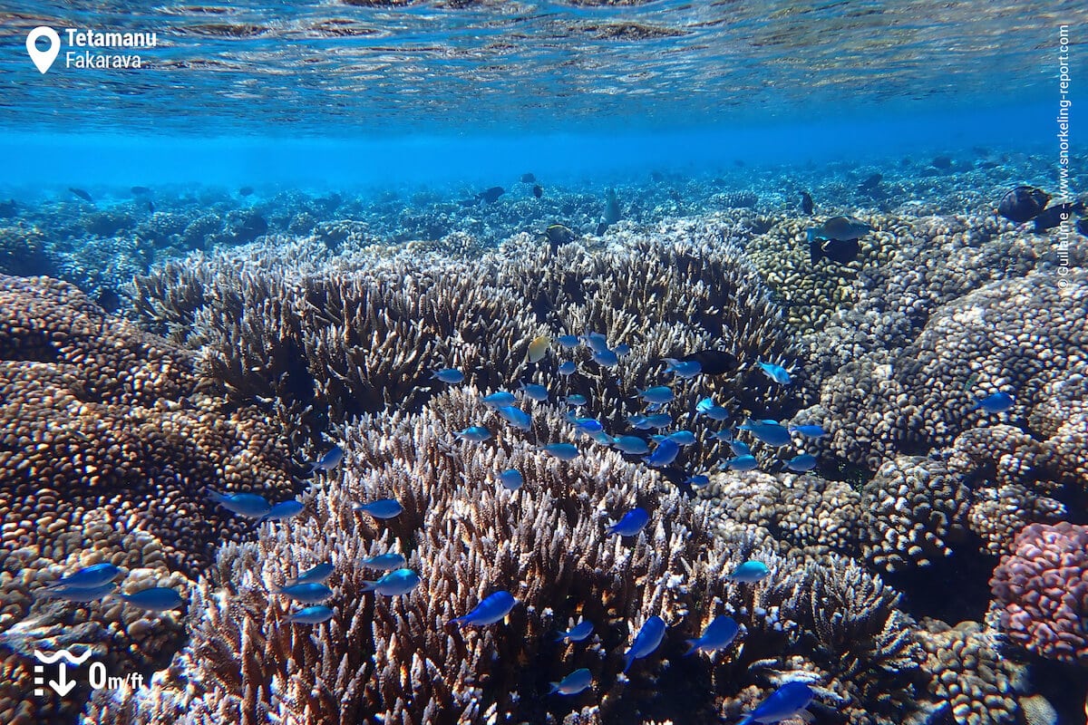 Shallow coral reef at Tetamanu Village
