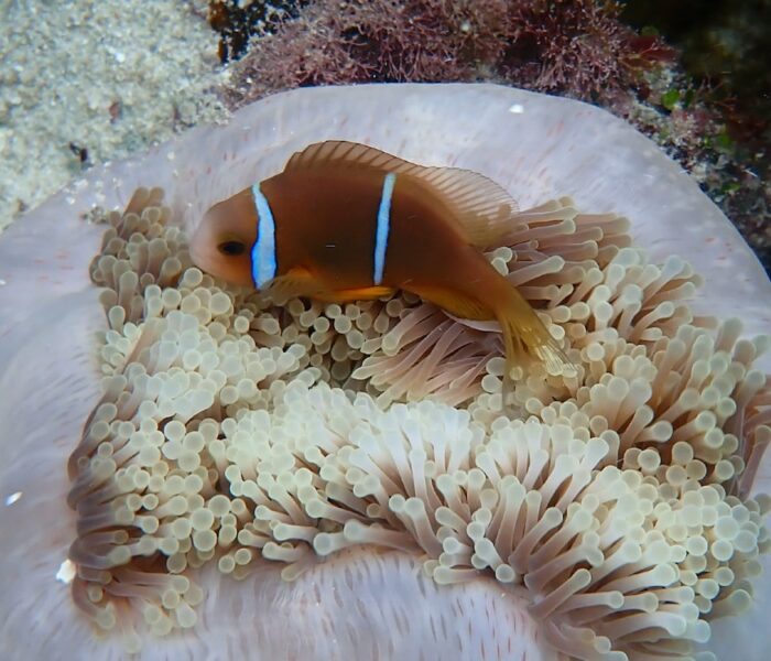 Huahine’s Coral Garden