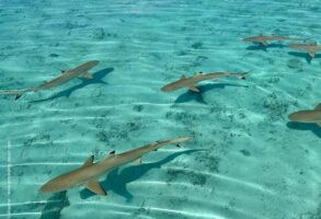 French Polynesia