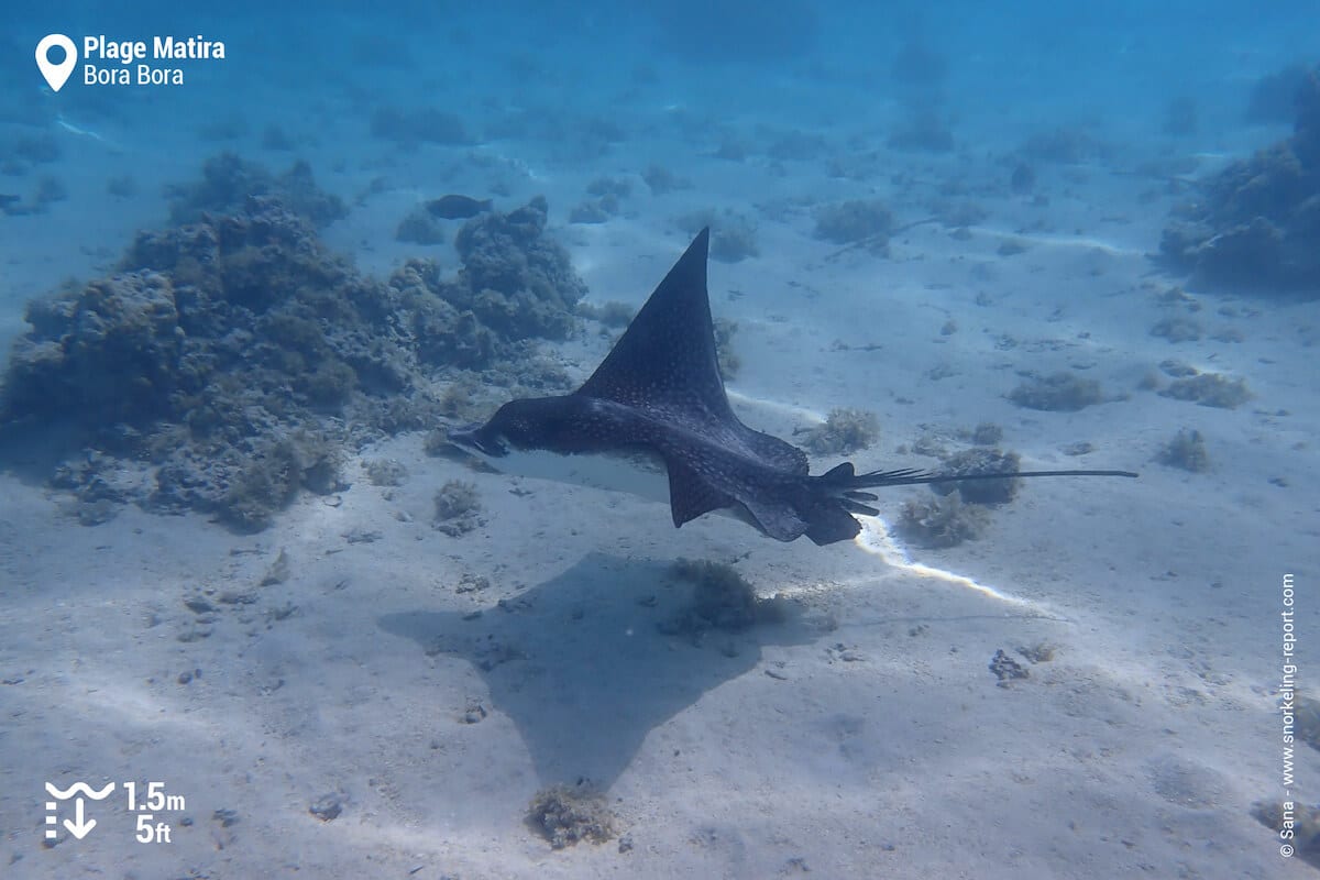 Spotted eagle ray at Matira Beach