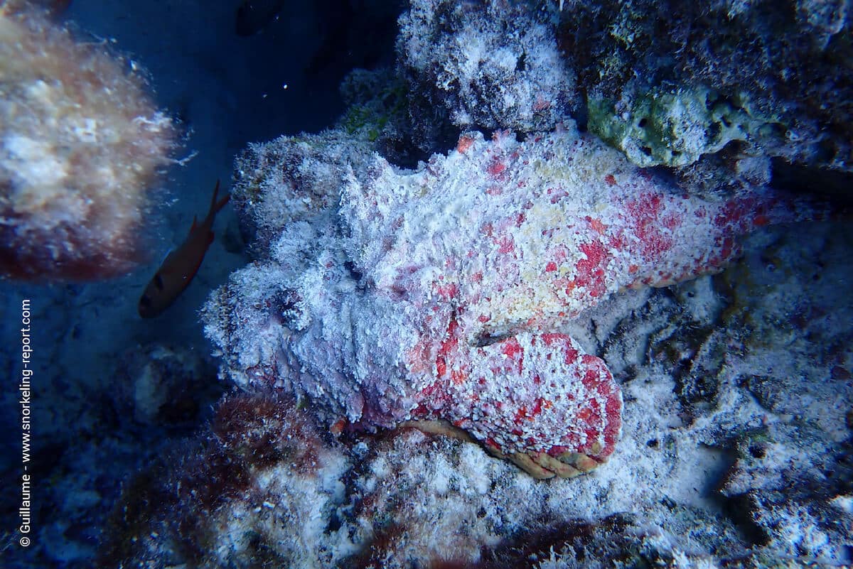 Stonefish in Bora Bora