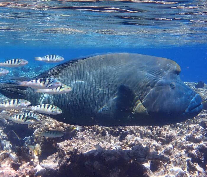 Tetamanu/Passe Sud de Fakarava