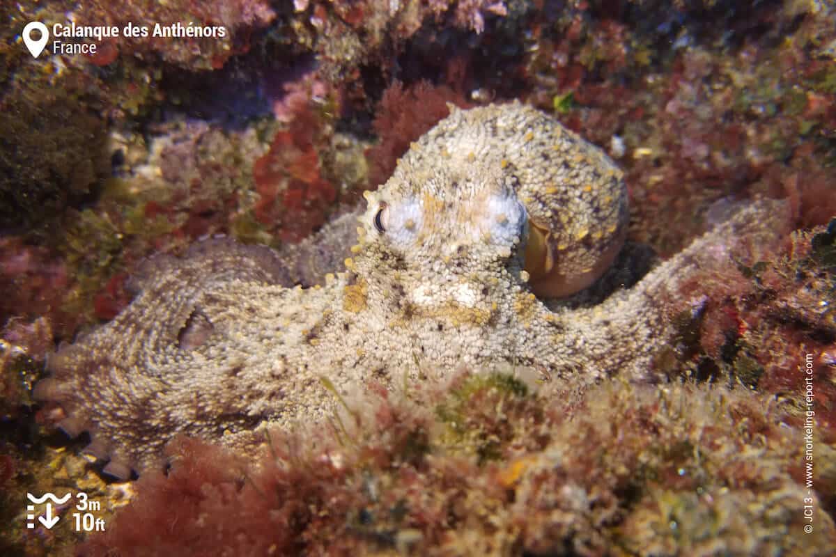 Octopus at Calanque des Anthenors