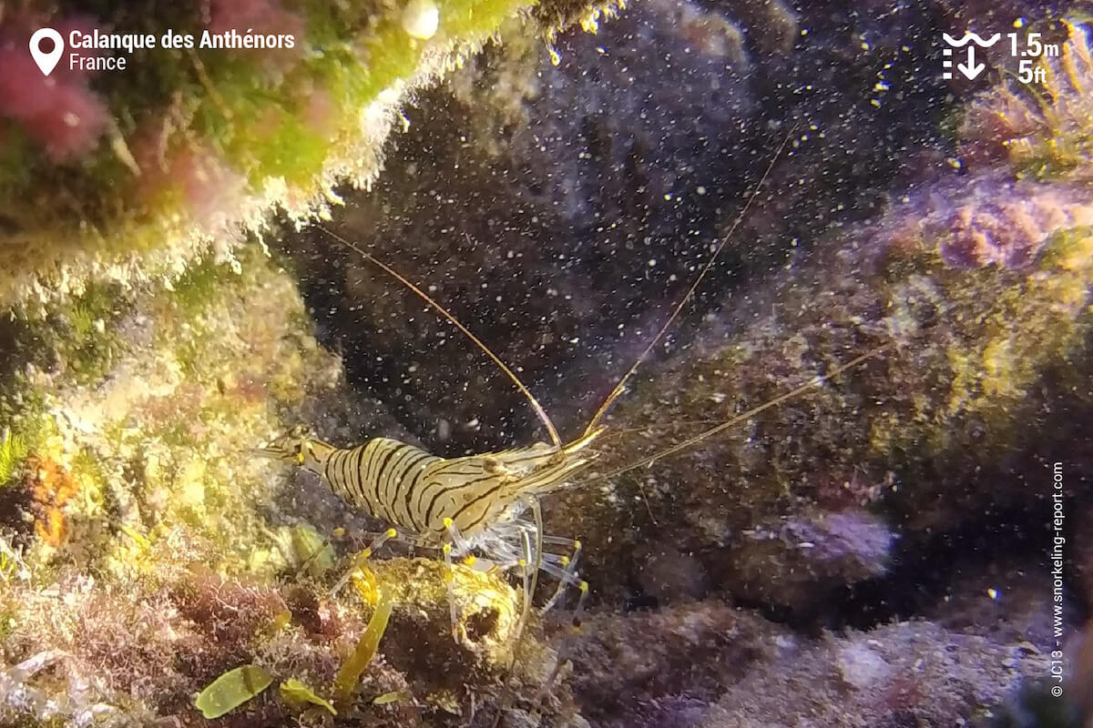 Common prawn at Calanque des Anthenors