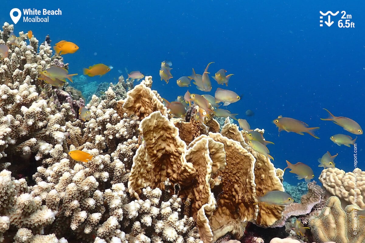 Coral reef at White Beach, Moalboal