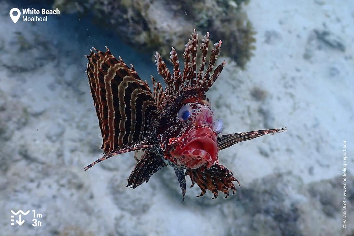 Dwarf lionfish at White Beach, Moalboal