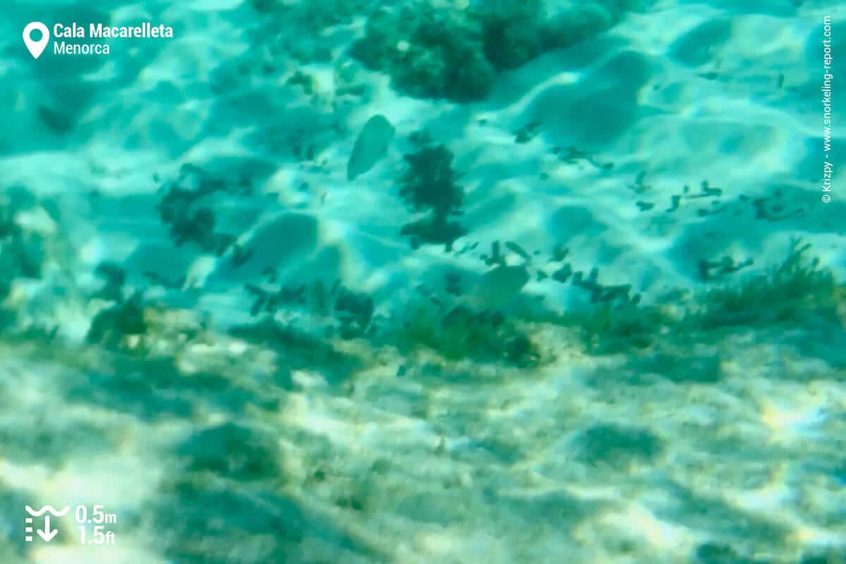 Cala Macarelleta fish